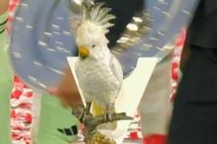 餐廳鸚鵡飾品亮相奪冠慶典，拜仁球員集體否認(rèn)“偷竊”說法